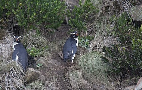 Fiordland penguin