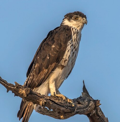 African hawk-eagle
