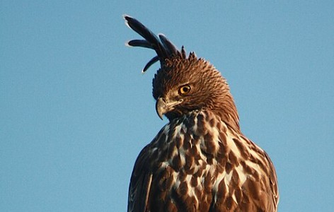 Changeable hawk-eagle