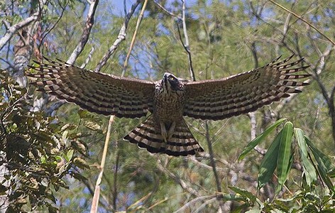Mountain hawk-eagle