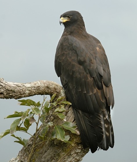Black eagle