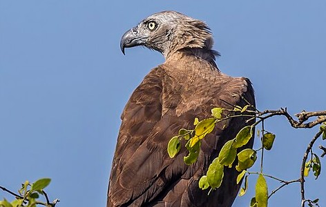 Grey-headed fish eagle