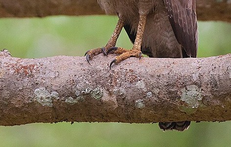 Crested serpent eagle
