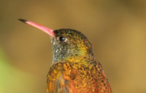 Amazilia hummingbird