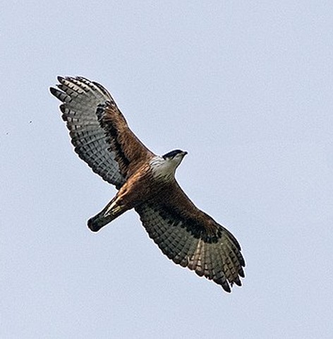 Rufous-bellied eagle
