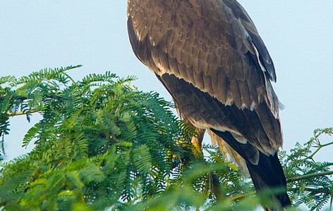 Indian spotted eagle
