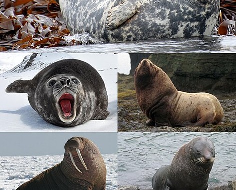 Pinniped