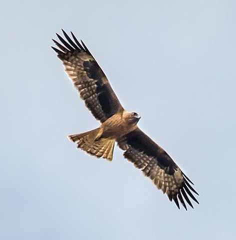 Little eagle