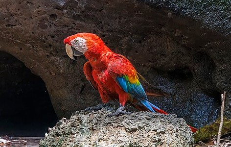 Psittacidae