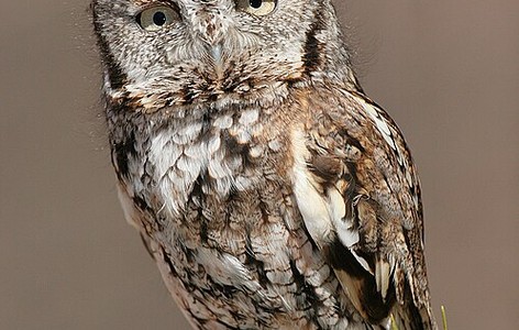 Strigidae