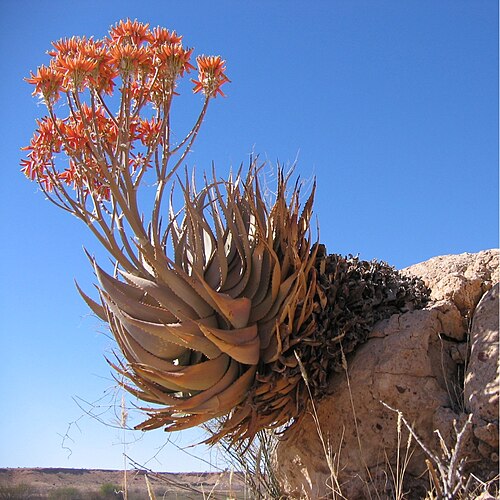 Inflorescence