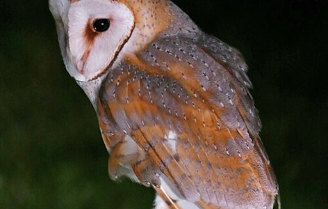 Tytonidae