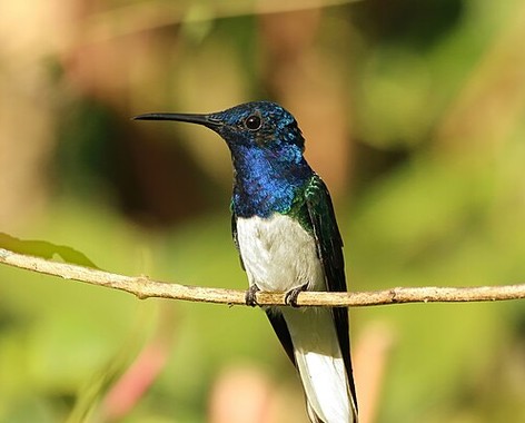 Florisuginae