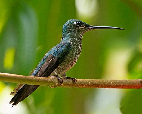 Heliantheini