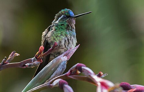 Lampornithini