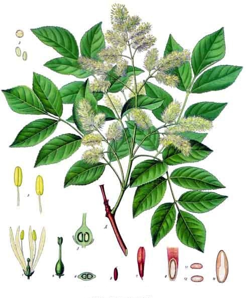 Fraxinus