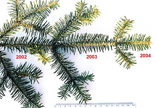 Evergreen