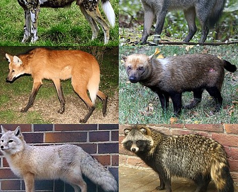 Canidae