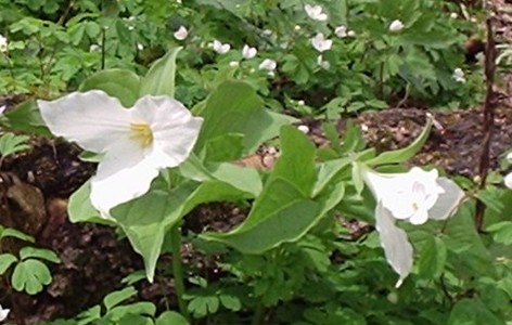Ephemeral plant