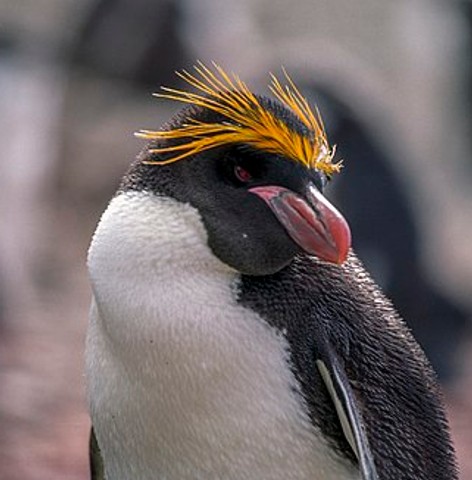 Crested penguin