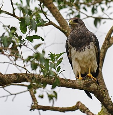 Black-chested buzzard-eagle