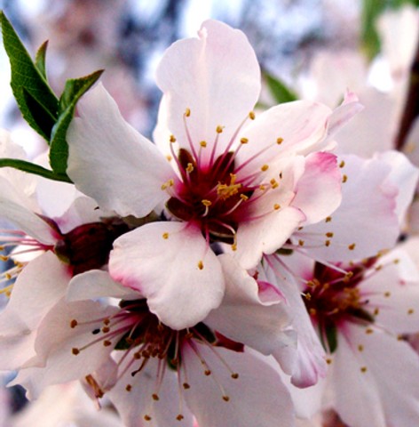 Blossom
