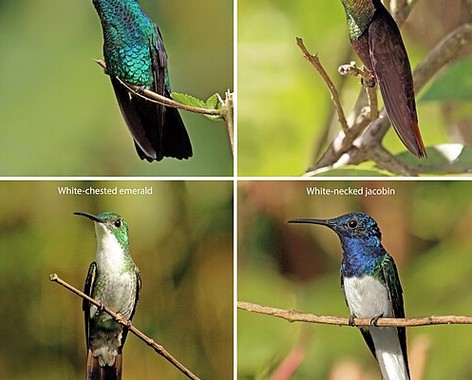 Hummingbird