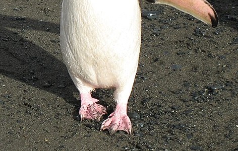 Royal penguin