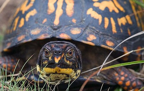 Box turtle