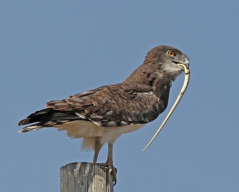 Black-chested snake eagle