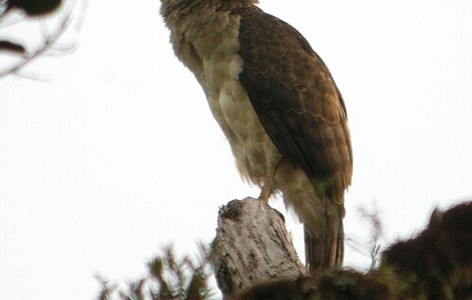 Papuan eagle