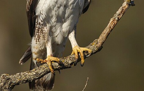 Bonelli's eagle