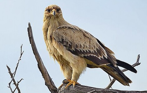 Tawny eagle