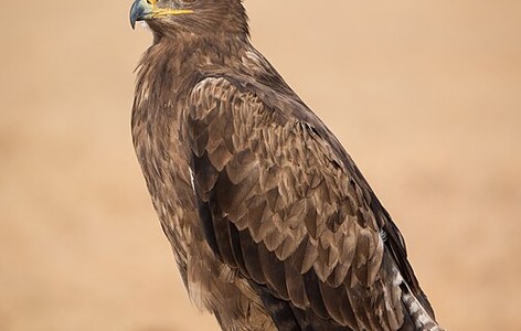 Steppe eagle