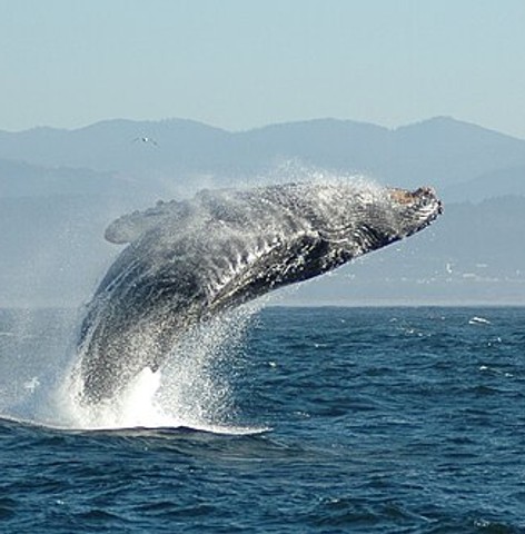 Cetacean surfacing behaviour