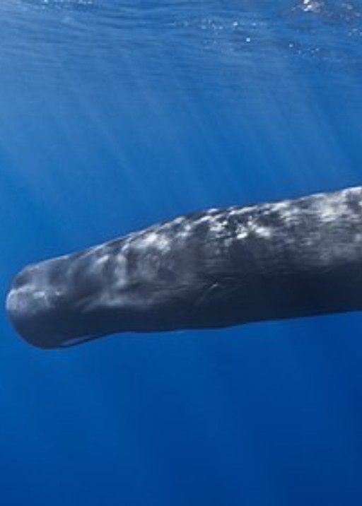 Cetacean