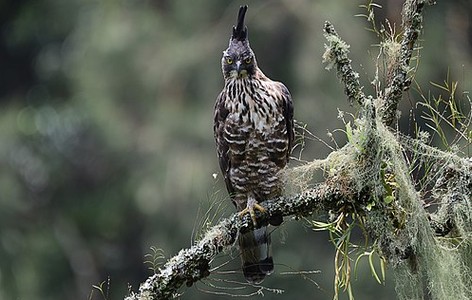 Javan hawk-eagle