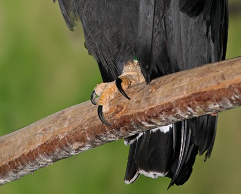 Solitary eagle