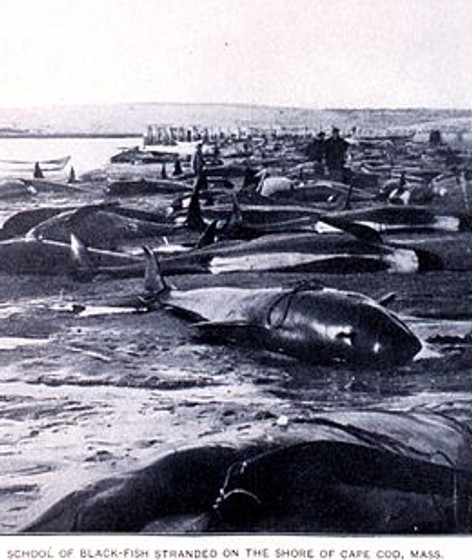 Cetacean stranding