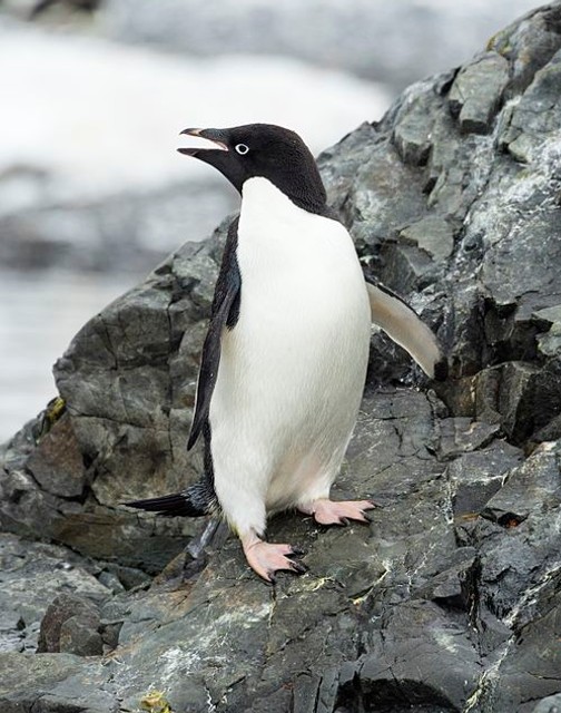 Adélie penguin
