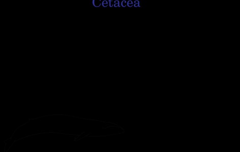 Evolution of cetaceans