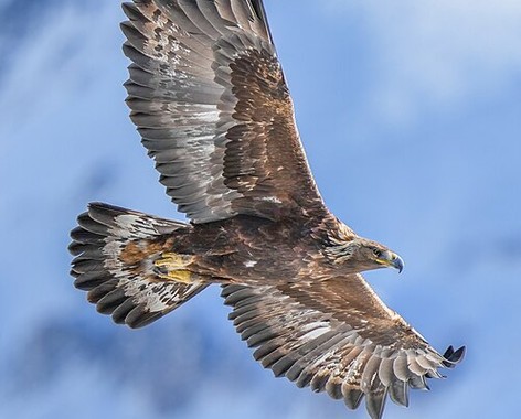 Golden eagle