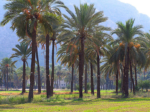 Grove (nature)