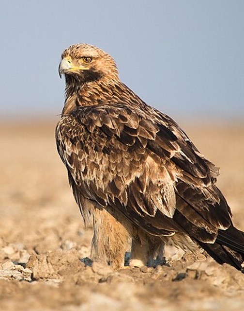 Eastern imperial eagle
