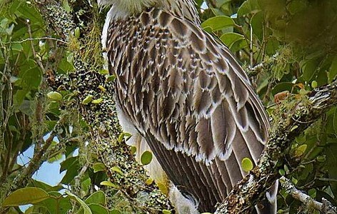 Philippine eagle
