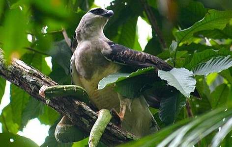 Crested eagle