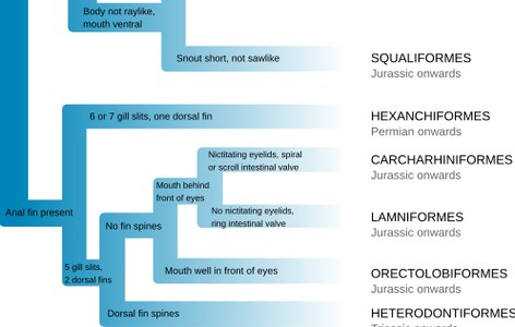 List of sharks