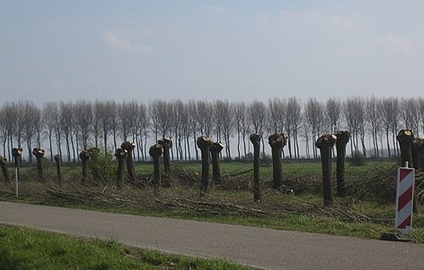 Pollarding