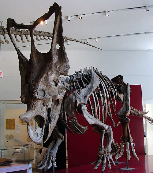 Chasmosaurus