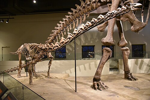 Rapetosaurus